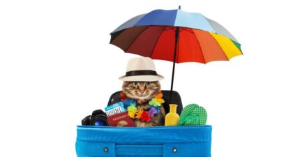 Popular print-on-demand niches – pet lovers